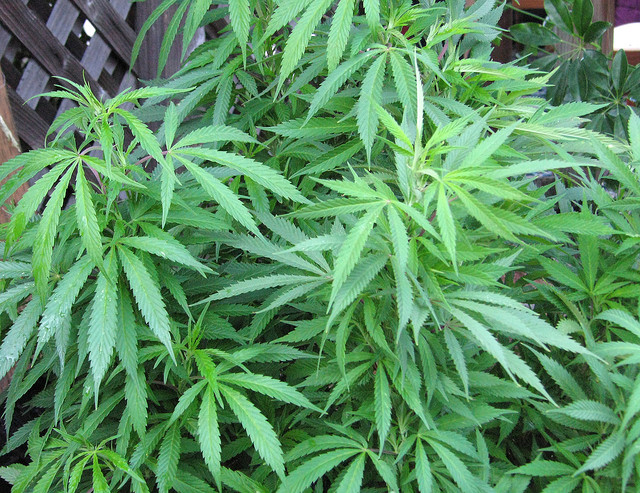 How to Maintain the Ideal Environment for Growing Medical Cannabis How to Maintain the Ideal Environment for Growing Medical Cannabis