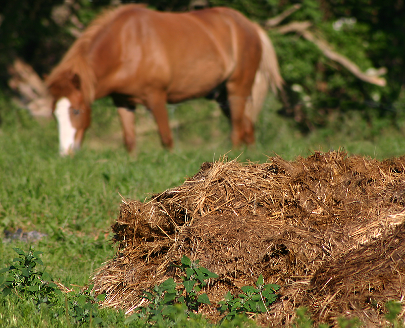 food-waste and manure anaerobic digestion