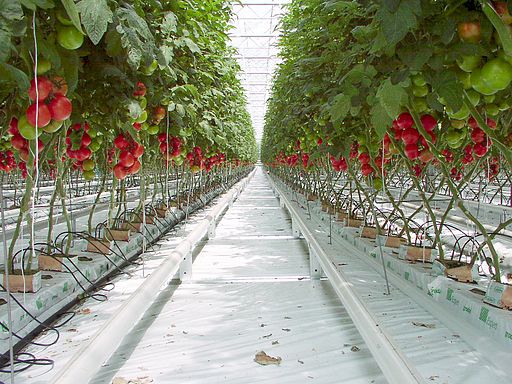 Waste heat recovery to grow tomatoes