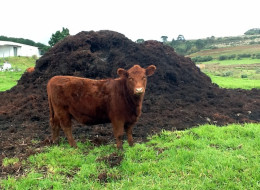 On-site methane generation from livestock waste