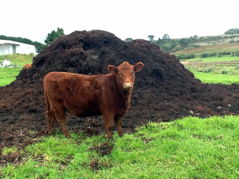 On-site methane generation from livestock waste