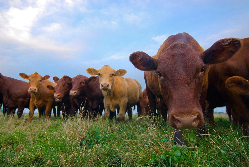 How to optimize methane production potential from livestock waste