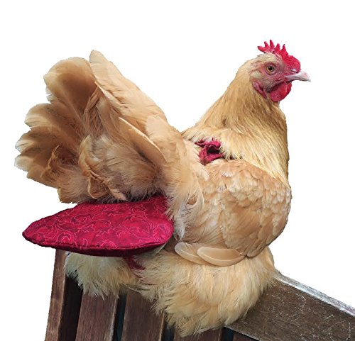 Collecting chicken poo with chicken diapers