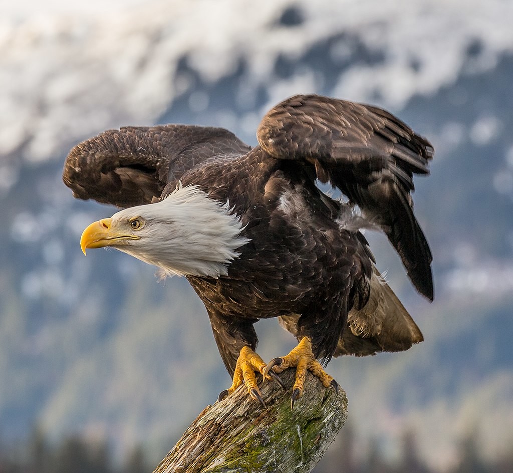 Endangered species like the iconic bald eagle threatened as Trump Administration's changes the rules.