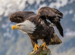 Endangered species like the iconic bald eagle threatened as Trump Administration's changes the rules.