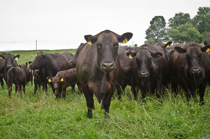 Raising cattle with regenerative land management practices.