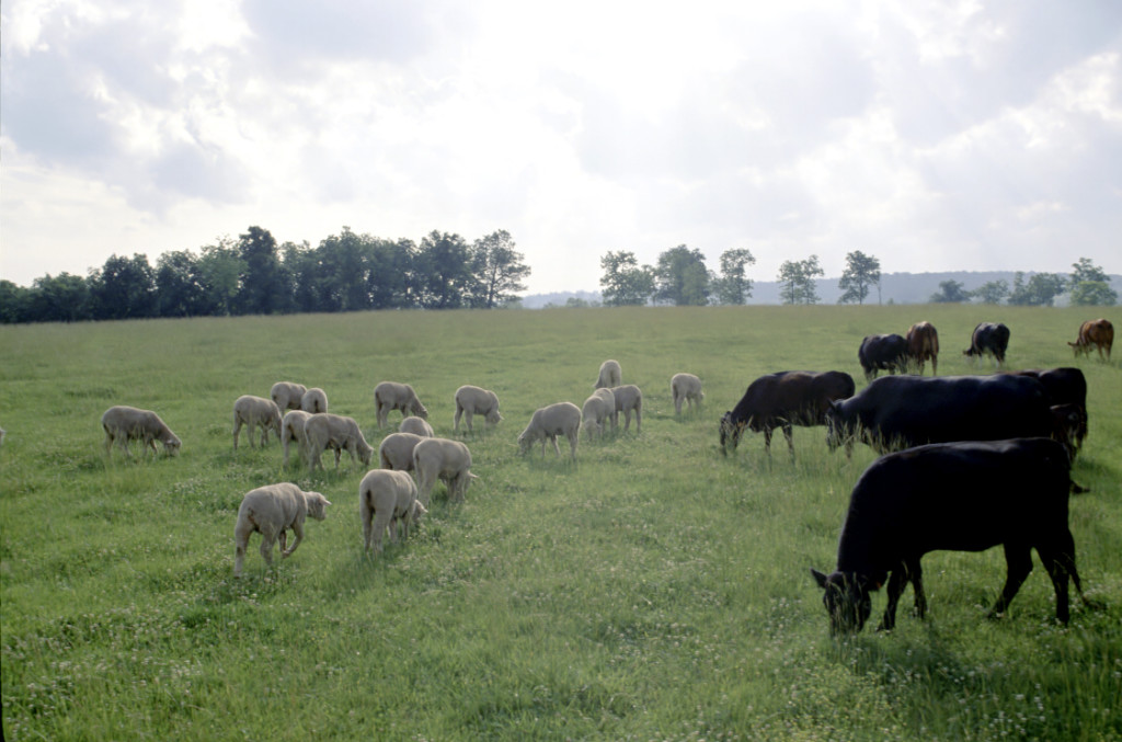 Regenerative land management practices more sustainable than conventional farming techniques.