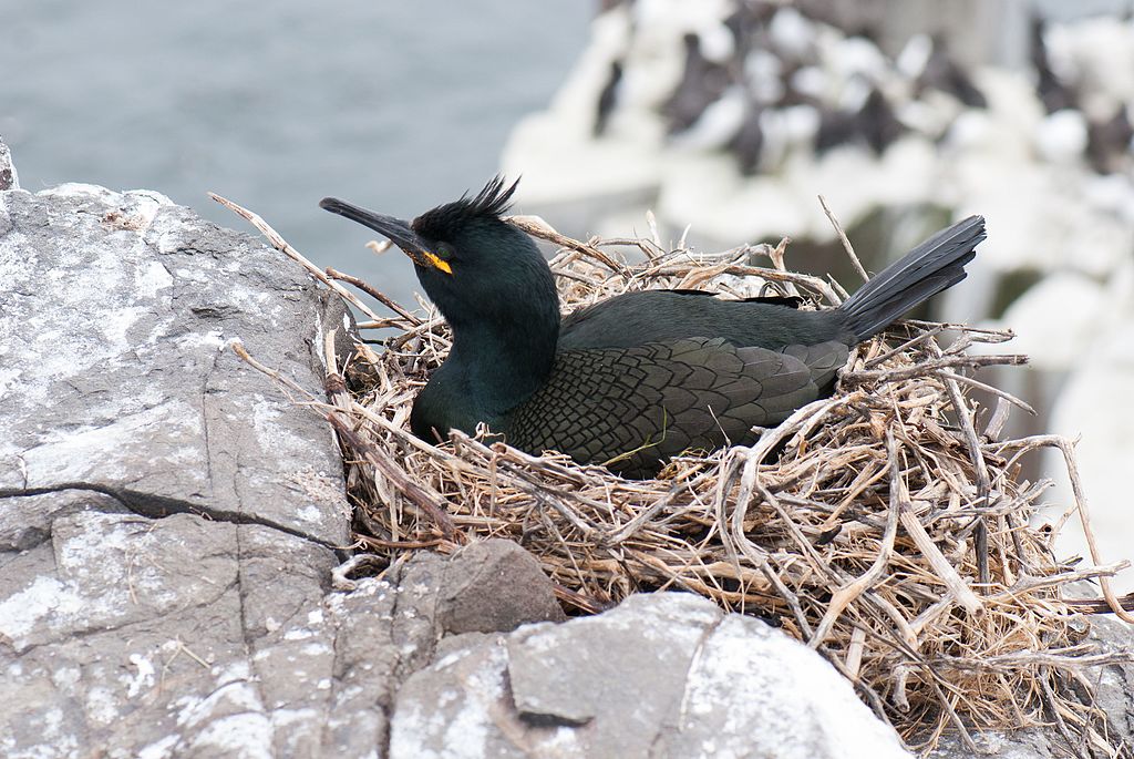 Study investigates the impact of chemical waste on European shag populations in the UK.