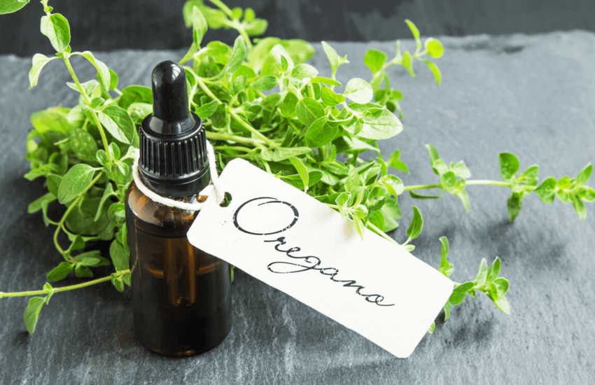 wild oregano oil
