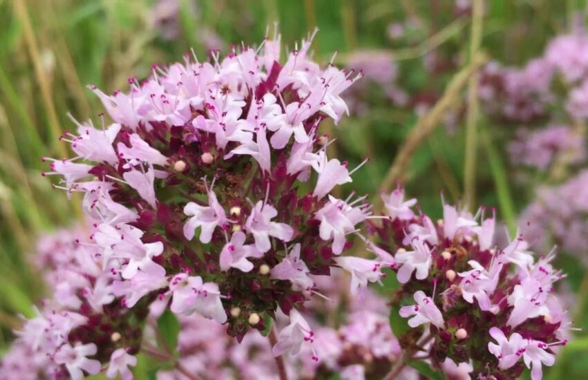 oil of wild oregano