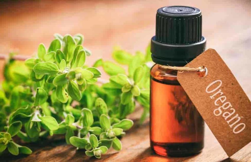 The All Natural Oil Of Wild Oregano: Who Should Avoid Using It