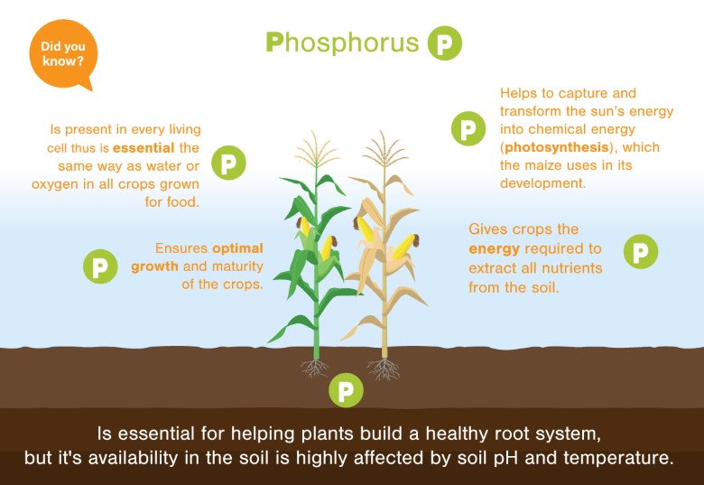 Phosphorus-function
